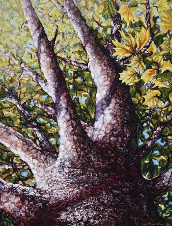 The Mighty Sycamore